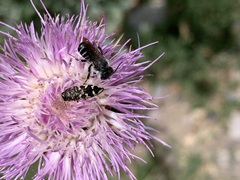 Acmaeodera bowditchi