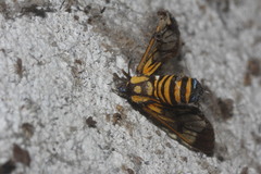 Gymnelia ethodaea
