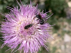 Acmaeodera bowditchi
