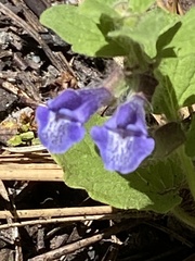 Scutellaria tuberosa
