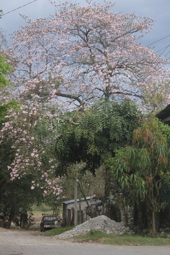 Tabebuia rosea