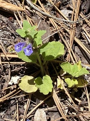 Scutellaria tuberosa
