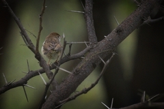 Cisticola fulvicapilla fulvicapilla