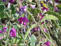 Tephrosia lindheimeri