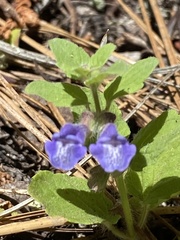 Scutellaria tuberosa