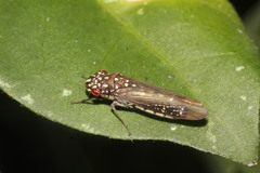 Egidemia inflata