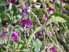 Tephrosia lindheimeri