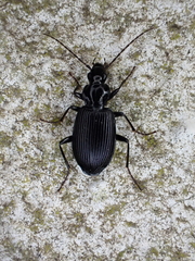 Limodromus