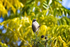 Crithagra gularis gularis