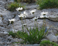 Leucanthemum lithopolitanicum