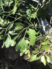 Notobubon galbanum