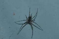 Neotama mexicana