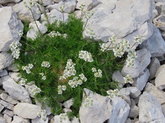 Achillea atrata