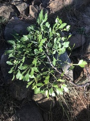 Notobubon galbanum
