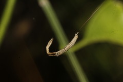 Miagrammopes mexicanus