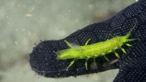 Paridotea ungulata