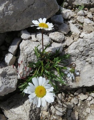 Leucanthemum lithopolitanicum