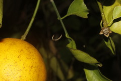 Miagrammopes mexicanus