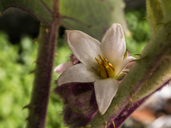 Solanum quitoense