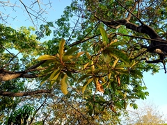 Byrsonima crassifolia