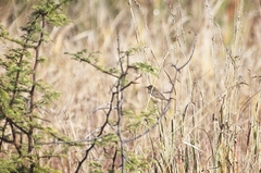 Cisticola juncidis