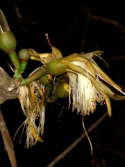 Pseudobombax grandiflorum