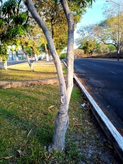 Byrsonima crassifolia