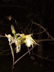 Pseudobombax grandiflorum