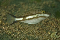 Canthigaster callisterna