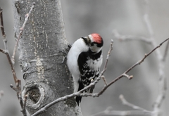 Dryobates minor kamtschatkensis