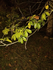 Pseudobombax grandiflorum