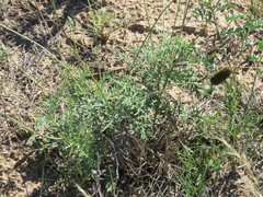 Ratibida peduncularis