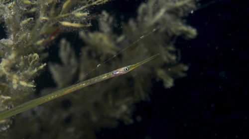 Stigmatopora argus