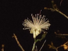 Pseudobombax grandiflorum