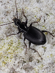Limodromus