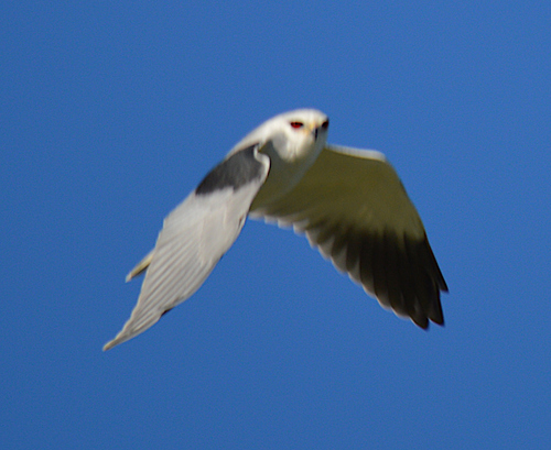 Black-winged Kite