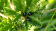 Podagrica fuscicornis