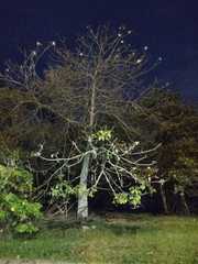 Pseudobombax grandiflorum