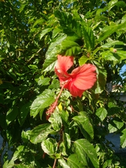 Hibiscus rosa-sinensis