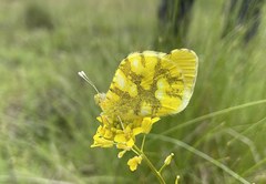 Zegris eupheme
