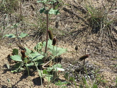 Ratibida peduncularis