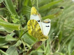 Zegris eupheme