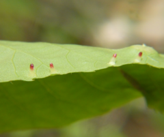 Caryomyia striolata
