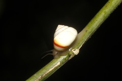 Helicinidae