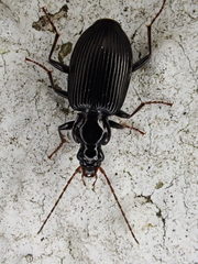 Limodromus assimilis