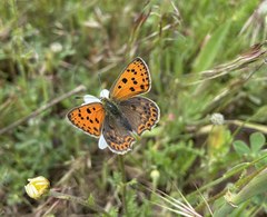 Lycaena bleusei