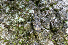 Graphisurus fasciatus