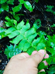 Adiantum trapeziforme