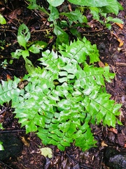 Adiantum trapeziforme