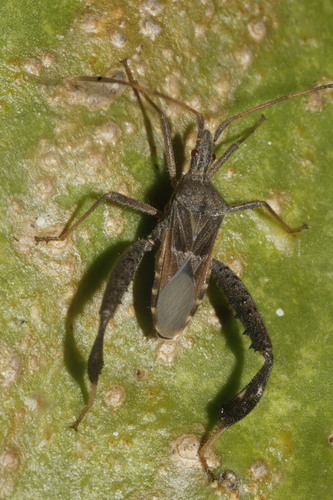 Narnia inornata
